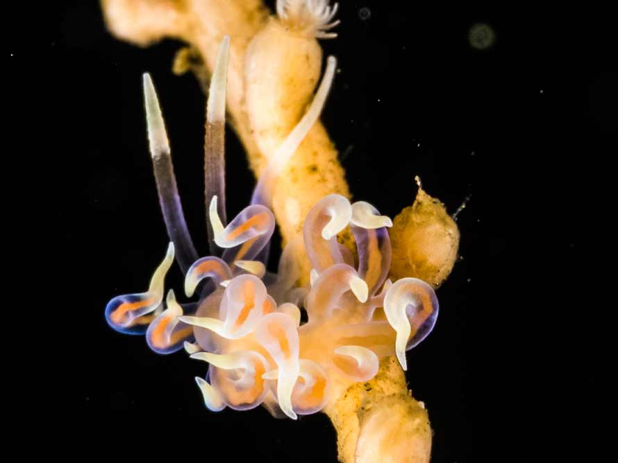 Phyllodesmium karenae